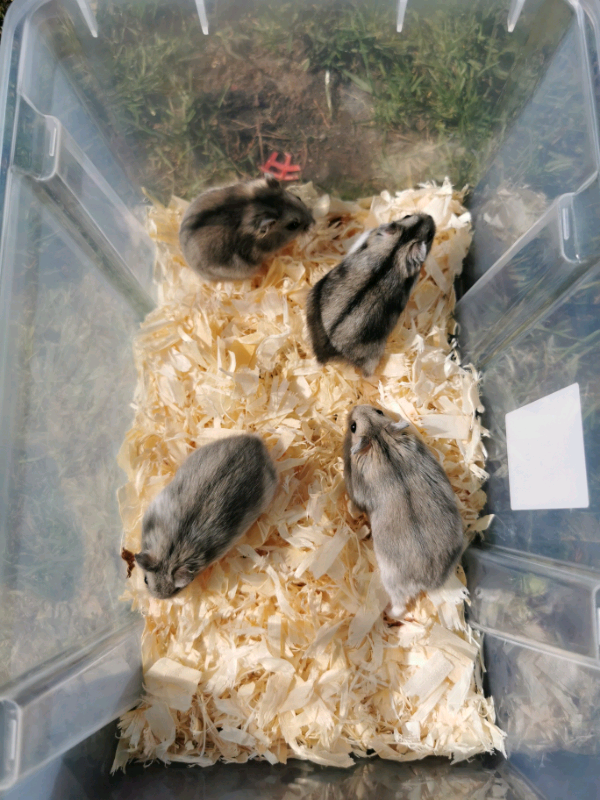 syrian hamster gumtree